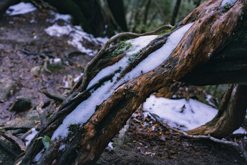 Winter Yaskuhima forest in Kyusyu Japan.