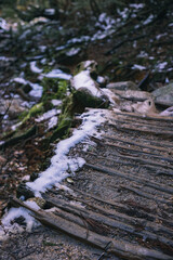 Winter Yaskuhima forest in Kyusyu Japan.