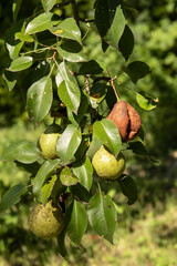 Obraz premium Rotting pear fruit on the tree in a garden. Rotten pear disease