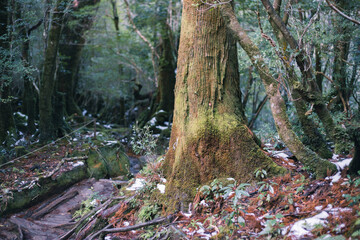 Winter Yaskuhima forest in Kyusyu Japan.