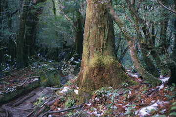 Winter Yaskuhima forest in Kyusyu Japan.