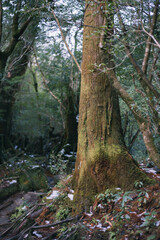 Winter Yaskuhima forest in Kyusyu Japan.