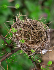  Cozy hut for small bird children in the spring forest on thin tree branches.