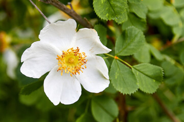 a blooming rosehip flower with white petals.