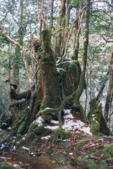 Winter Yaskuhima forest in Kyusyu Japan.