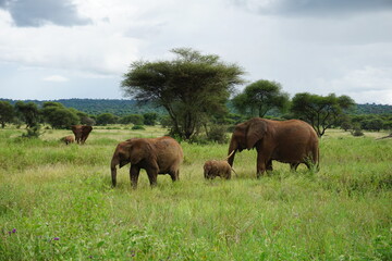 Obraz premium Beautiful elephant family with little baby in the Tarangire National Park