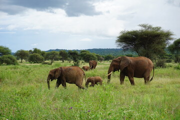 Fototapeta na wymiar Elephant family taking care of the baby elephant, Tarangire National Park