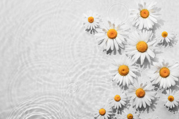 Chamomile flowers in white water background with concentric circles and ripples. Natural beauty Spa...