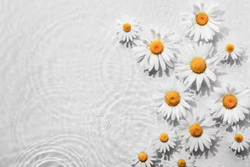 Gordijnen Kamille bloemen op stroomversnelling achtergrond met concentrische cirkels en rimpelingen. Natuurlijke schoonheid Spa-concept, kopieer ruimte © colnihko