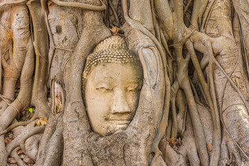 Buddha head embedded in a Banyan Tree in Ayutthaya, Thailand