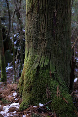 Obraz premium Winter Yaskuhima forest in Kyusyu Japan.