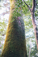 Fototapeta premium Winter Yaskuhima forest in Kyusyu Japan.