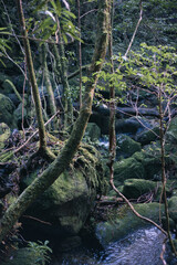 Winter Yaskuhima forest in Kyusyu Japan
