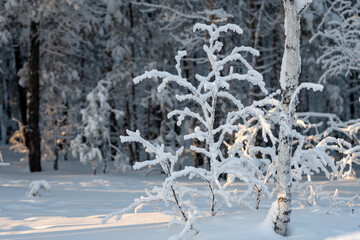 A frost and snow covered forest with sunset light - 478308836