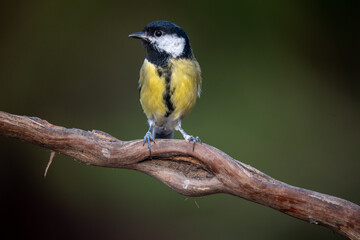 Carbonero Común, Parus Major
