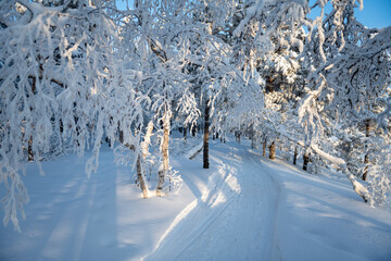 A path in frost and snow covered forest - 478309060