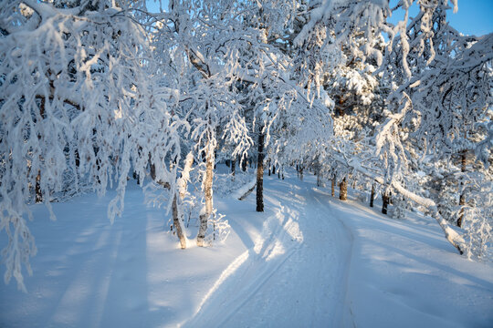 A path in frost and snow covered forest