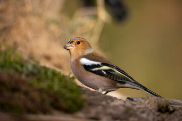 Fototapeta premium Pinzón vulgar, Fringilla coelebs