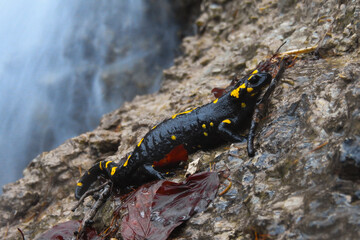 Salamandra pezzata (Salamandra salamandra) tra le rocce in primo piano