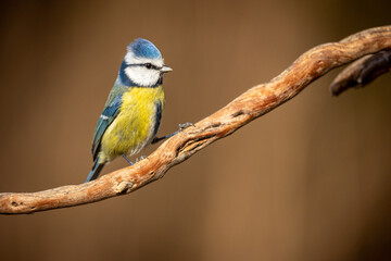 Herrerillo Común, Cyanistes caeruleus
