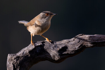 Curruca melanocephala, curruca cabecinegra hembra
