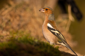 Fototapeta premium Pinzón vulgar, Fringilla coelebs