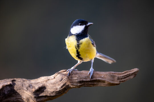 Carbonero Com&uacute;n, Parus Major
