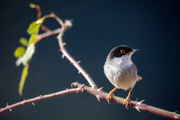 Curruca melanocephala, curruca cabecinegra
