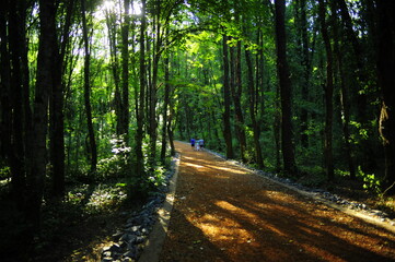 Obraz premium A walk in the middle of an oxygen forest is clean and healthy