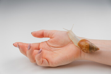 Close-up of a woman's hand with a small jar of moisturizer and a snail crawling on the skin. The use of snails in cosmetology.