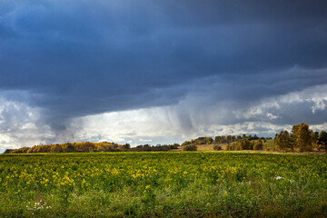 Large field with wild flowers against a storm cloudy sky, early autumn landscape