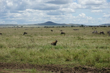 Hyena exploring the grass land of the Serengeti