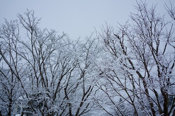 Fototapeta na wymiar 雪がついた木の枝