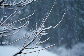 雪がついた木の枝