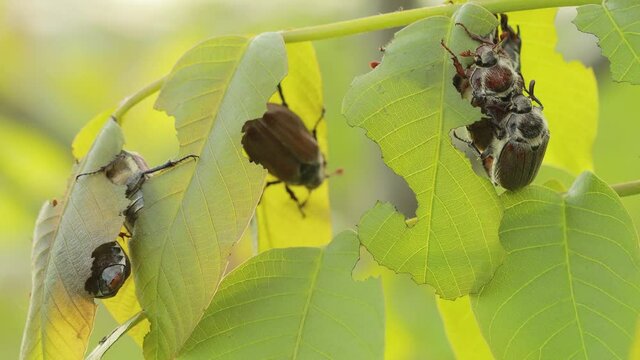 European chafer beetles (Melolontha melolontha) are eating young Walnut leaves. Harmful agricultural beatles