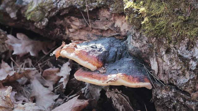 Ganoderma Lucidum mushroom (also called as Reishi mushroom or Lingzhi mushroom) grows at the rotten tree in the forest