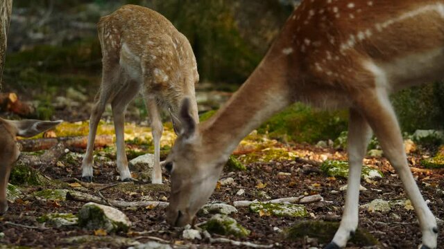 Female fallow deer in natural environment. Deer Dama dama. Vision Park in Auberive region, France. Slow motion