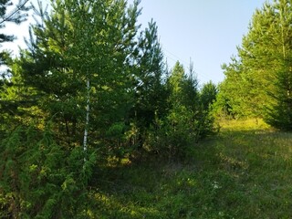 Fototapeta premium trees in the forest