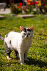 cat in the garden