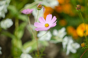 close-up view of cosmos flower, cosmeya in the garden in summer. High quality photo
