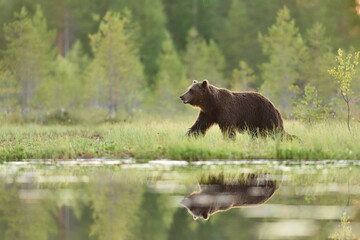 Big male brown bear (Ursus arctos) walking near the pond in the bog, forest in the background
