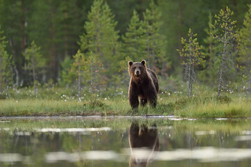 Male brown bear (Ursus arctos) watching over the lake in the forest scenery