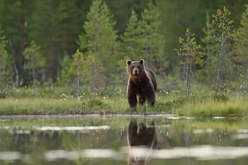 Foto op Plexiglas Male brown bear (Ursus arctos) watching over the lake in the forest scenery © Erik Mandre