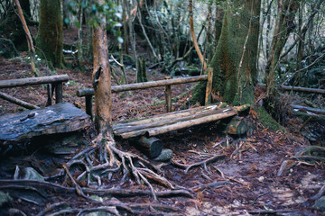 Winter Yaskuhima forest in Kyusyu Japan