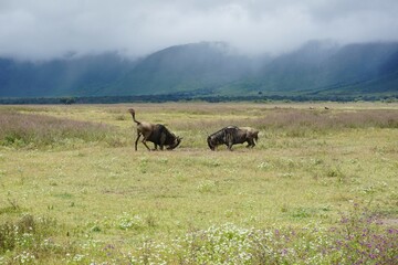 Two male wildebeest, gnus, about to start a fight, Ngorongoro Crater