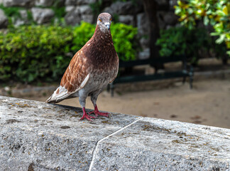 Brown pigeon standing