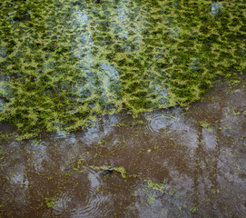 Moss floats on a pond with brown water and raindrops that fall on the surface of the water