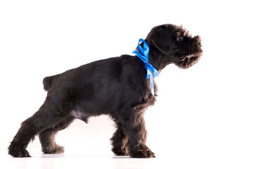 Snauzer dog isolated on white background. Miniature schnauzer puppy.