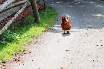 A brown sick hen walks along the path, folded old building material. Sunny day. Wild poultry. Free range of hens. Happy old hen.