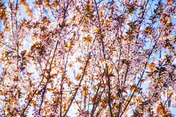 Fototapeta premium Blooming spring trees on the background of the sky. Selective focus.